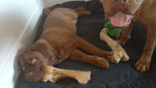 Dogue de bordeaux Siem Blair the Queen Bee - Blair <3 billede 13