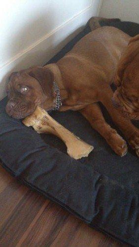 Dogue de bordeaux Siem Blair the Queen Bee - Blair med et kødben:) billede 12