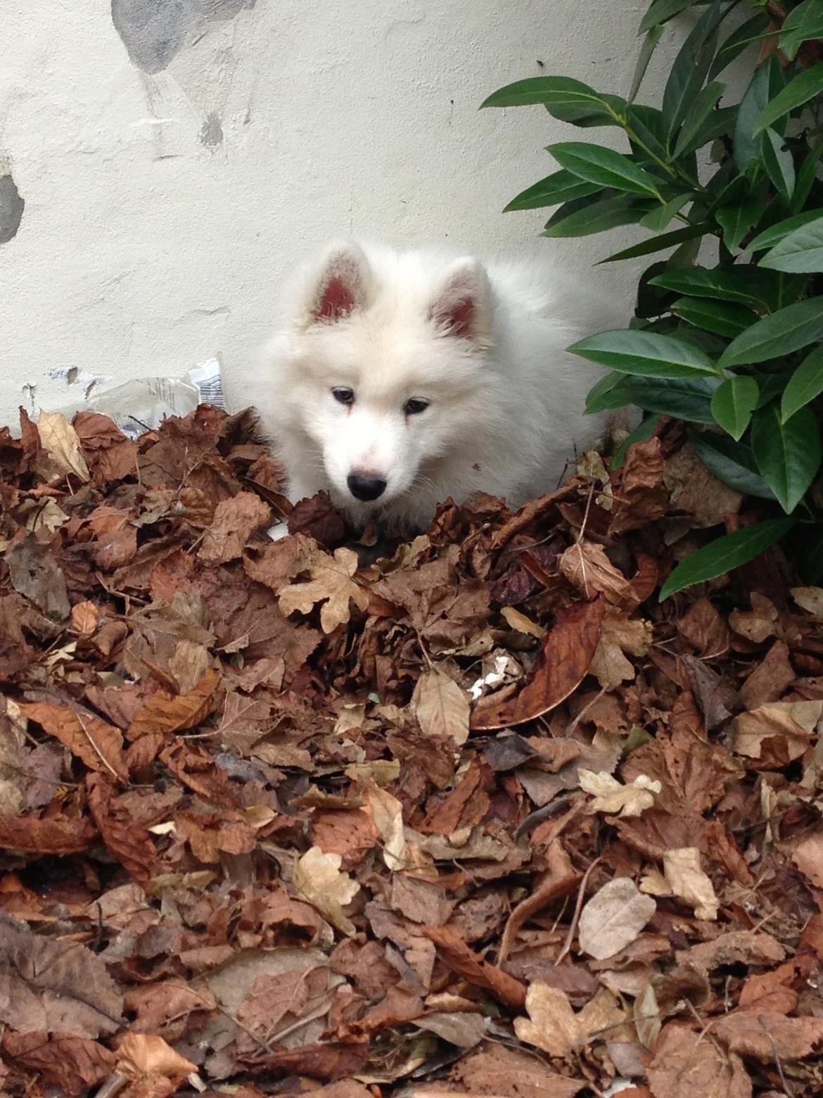 Samojedhund Tjalfe billede 20