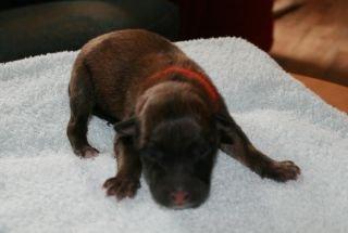 Tervueren Alicia billede 1