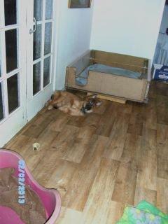 Tervueren Alicia billede 2