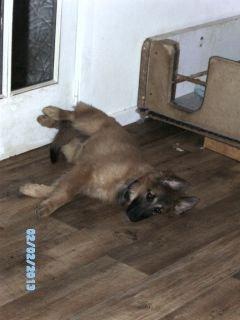 Tervueren Alicia billede 3