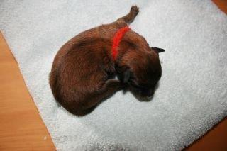 Tervueren Alicia billede 4