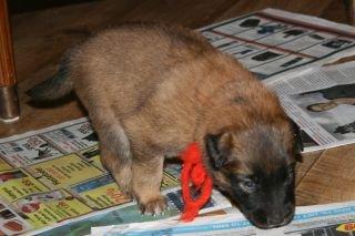 Tervueren Alicia billede 5