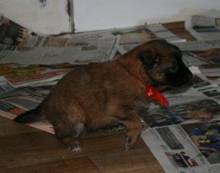 Tervueren Alicia billede 6