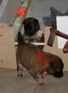 Tervueren Alicia billede 7