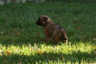 Tervueren Alicia billede 8