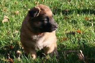 Tervueren Alicia billede 9