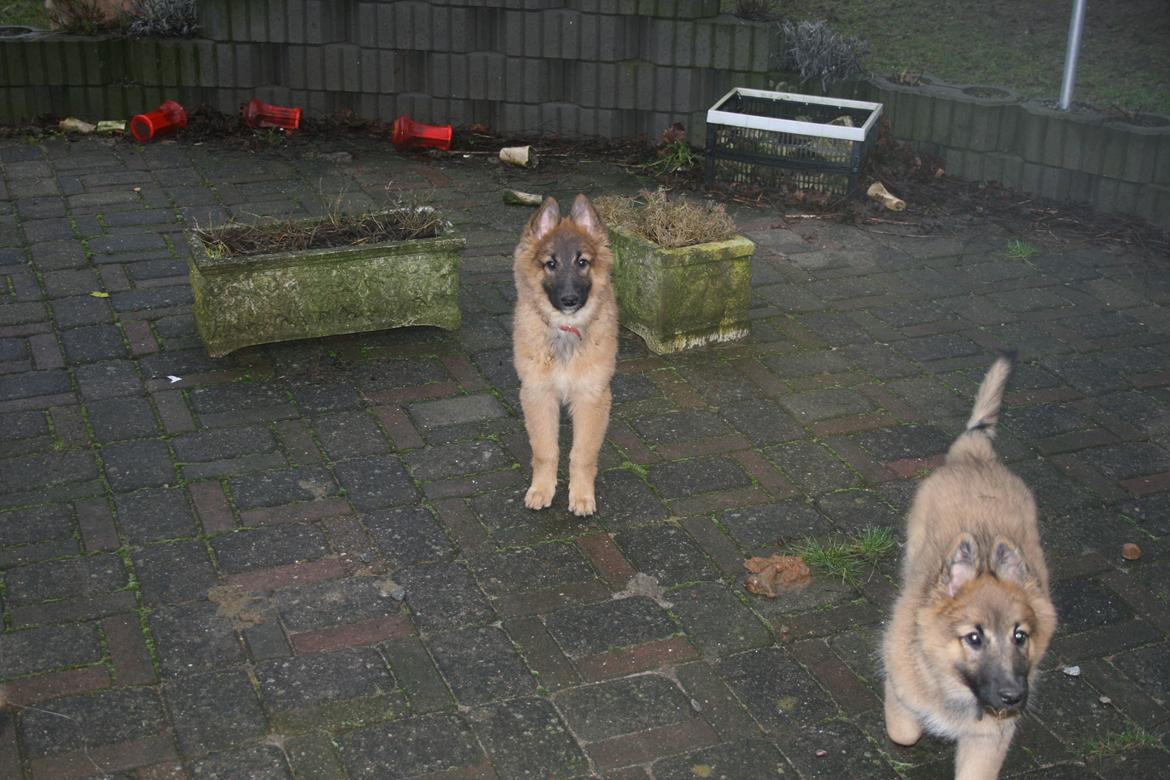 Tervueren Alicia billede 10