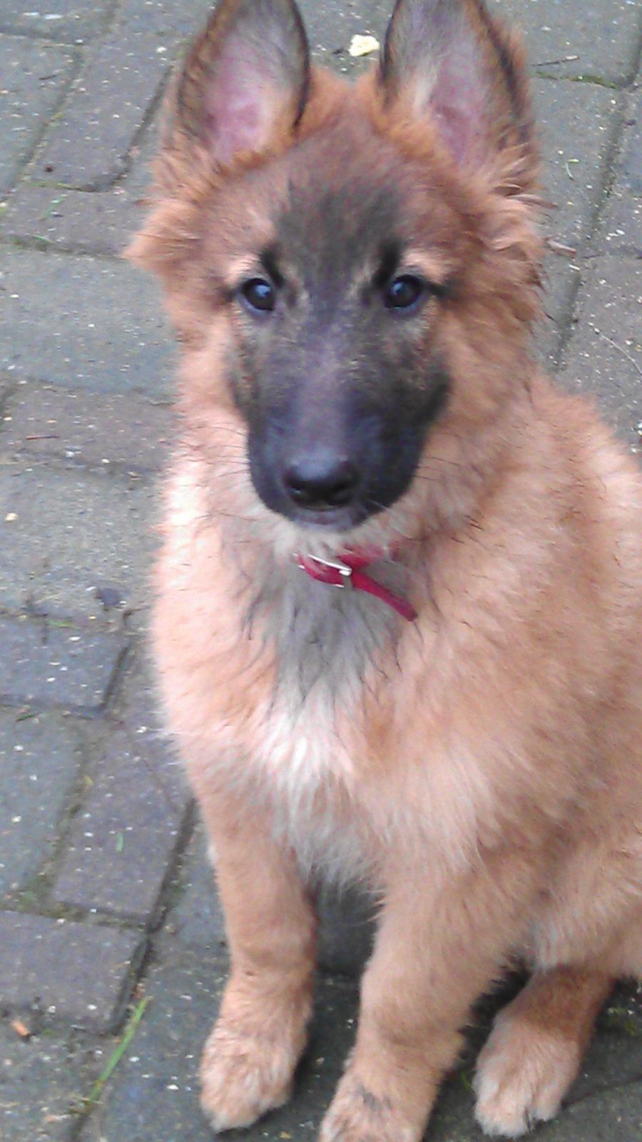 Tervueren Alicia billede 11