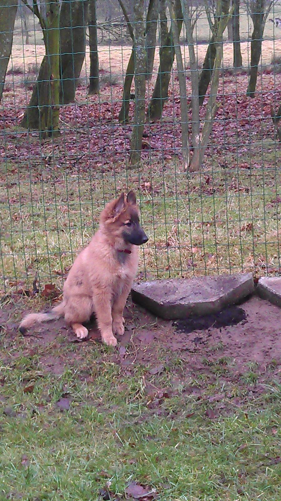 Tervueren Alicia billede 12