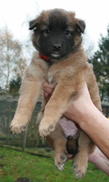 Tervueren Alicia billede 13