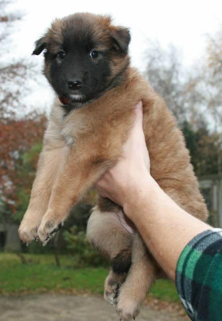 Tervueren Alicia billede 14