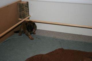 Tervueren Alicia billede 15