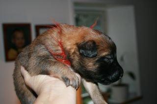 Tervueren Alicia billede 16