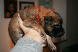 Tervueren Alicia billede 17