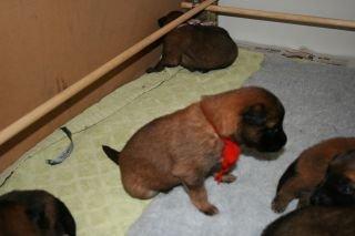 Tervueren Alicia billede 18