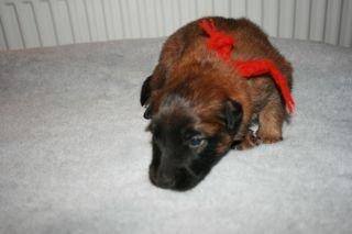 Tervueren Alicia billede 19