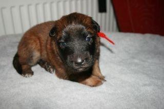 Tervueren Alicia billede 20