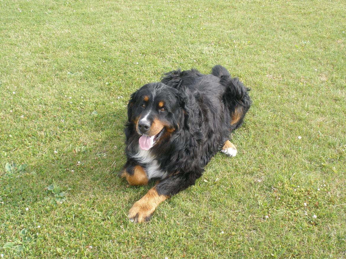 Berner sennenhund Waco billede 2