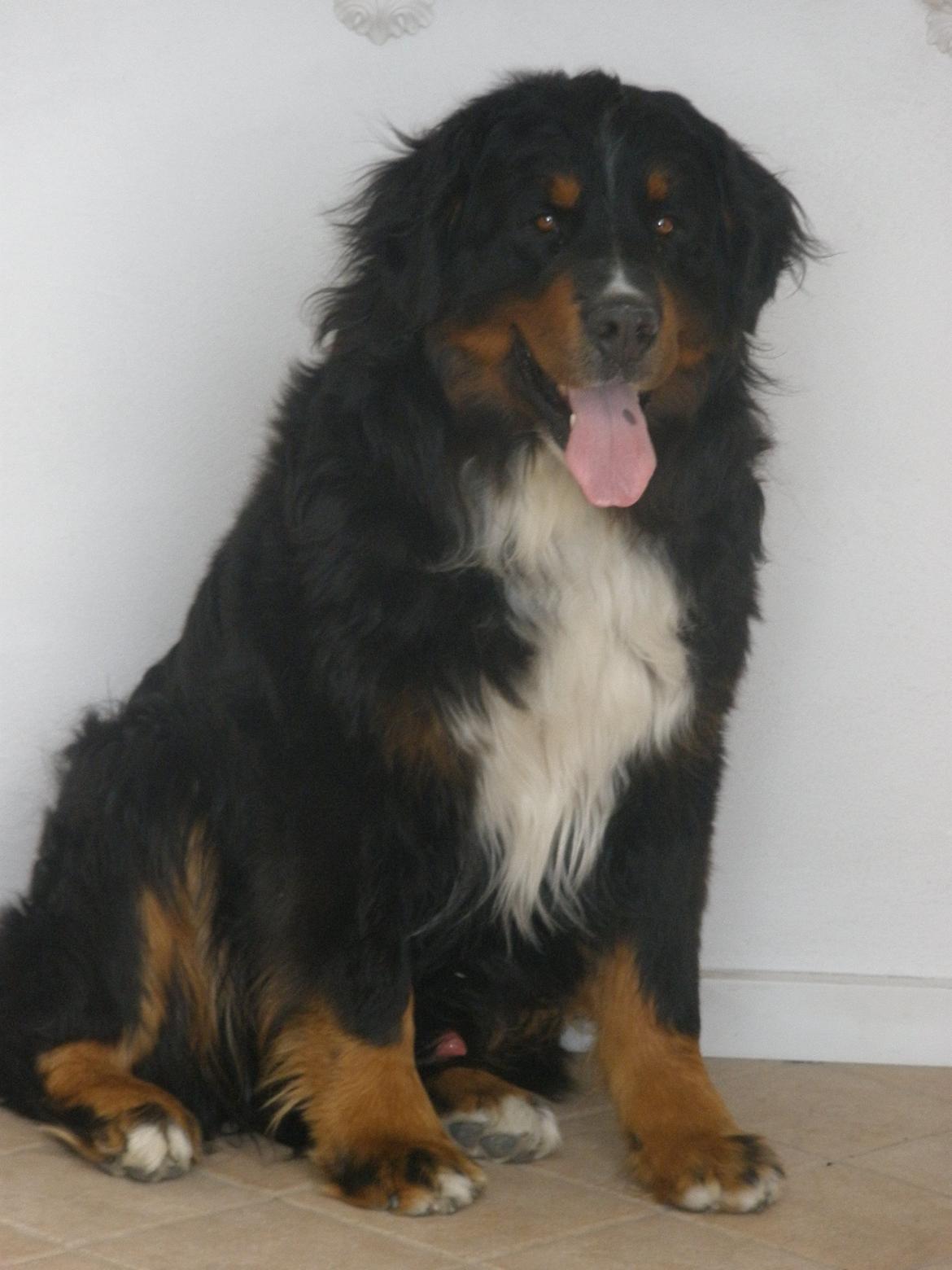 Berner sennenhund Waco billede 3