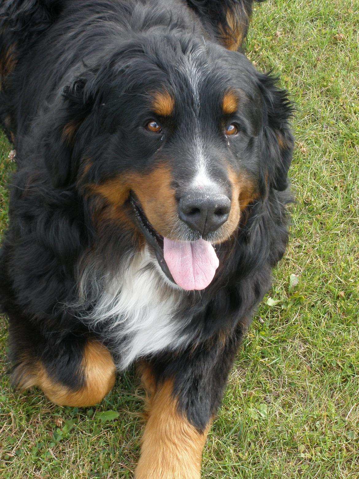 Berner sennenhund Waco billede 4
