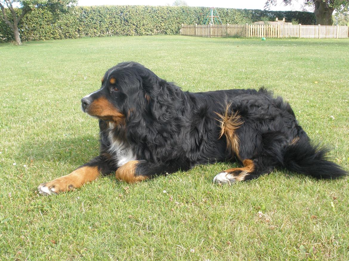 Berner sennenhund Waco billede 5