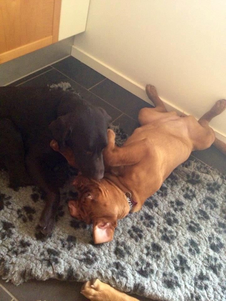 Dogue de bordeaux Siem Blair the Queen Bee - Blair der får en lille vasker af Bobby. :)
Taget i dag, den 10-03-2013 billede 17