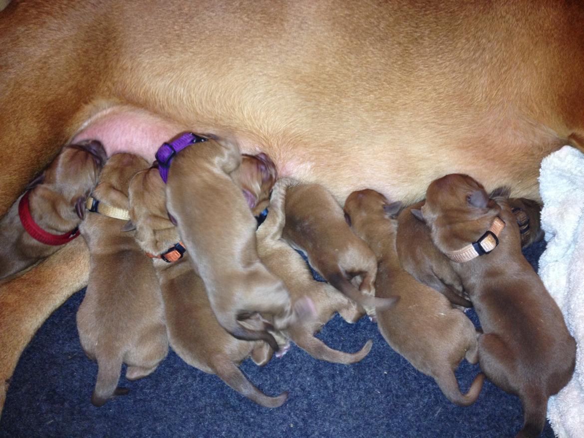 Dogue de bordeaux Siem Blair the Queen Bee - Blair med Lyserød halsbånd:) billede 4