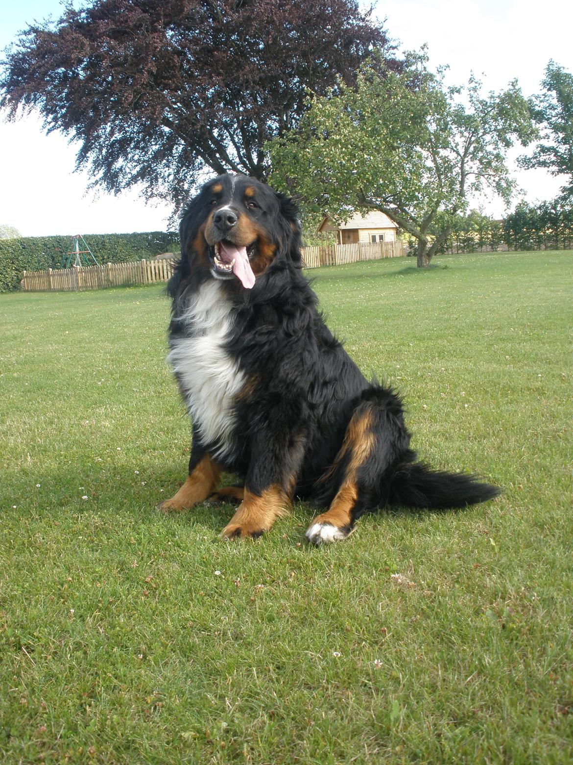 Berner sennenhund Waco billede 1