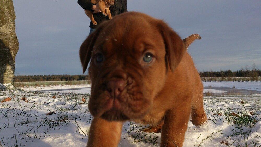 Dogue de bordeaux Siem Blair the Queen Bee - Blair <3 billede 6