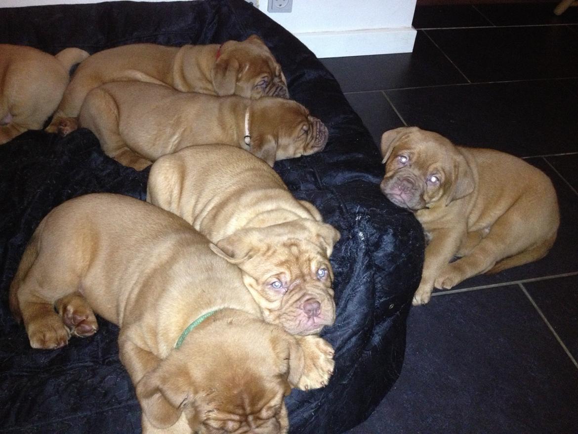 Dogue de bordeaux Siem Blair the Queen Bee - Blair med lyserød halsbånd:) billede 5