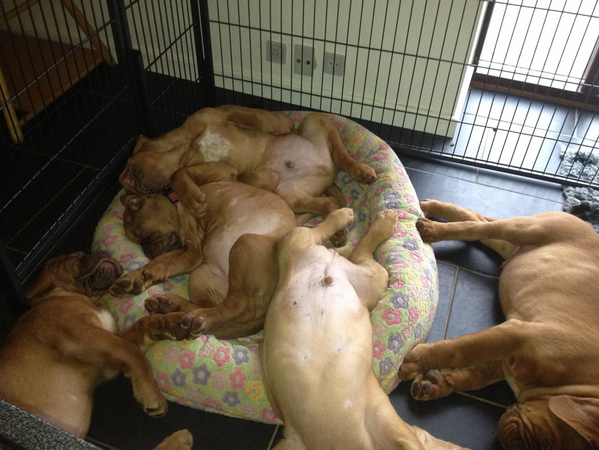 Dogue de bordeaux Siem Blair the Queen Bee - Blair der hygger med hendes søskende. (Blair med rødt halsbånd) billede 8