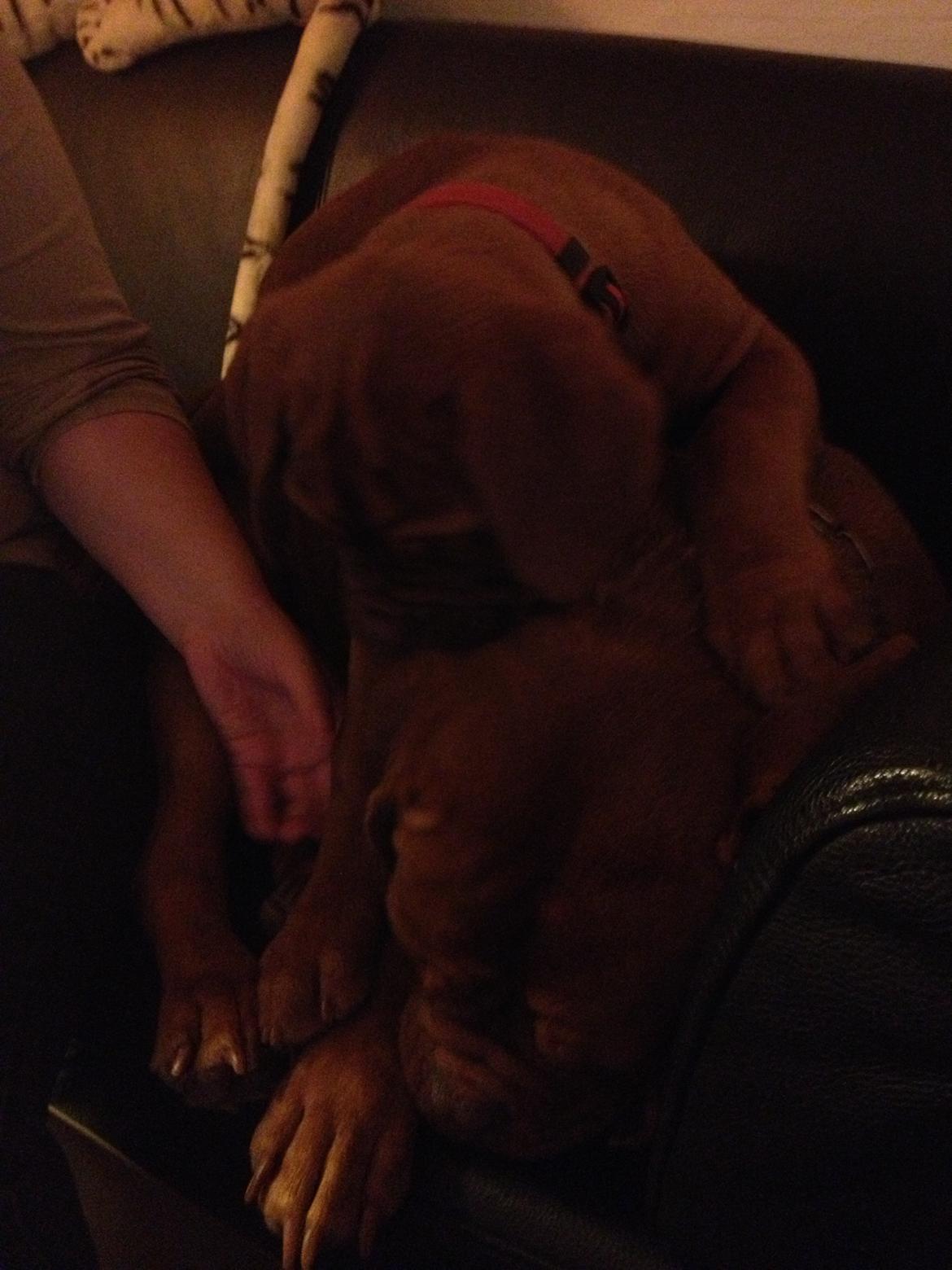 Dogue de bordeaux Siem Blair the Queen Bee - Blair og mor (Nougat) sammen i sofaen. (Lidt mørkt desværre) billede 11