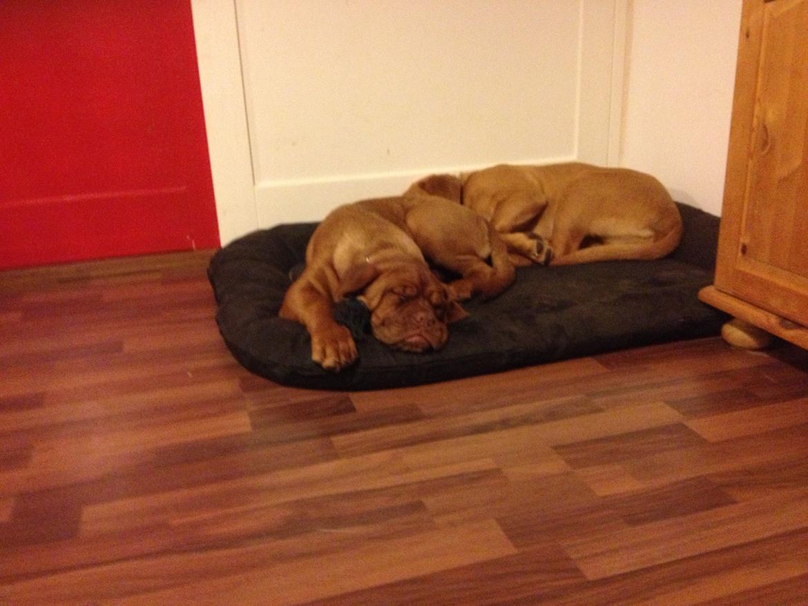 Dogue de bordeaux Siem Blair the Queen Bee - Blair og bror (Baldo) billede 14