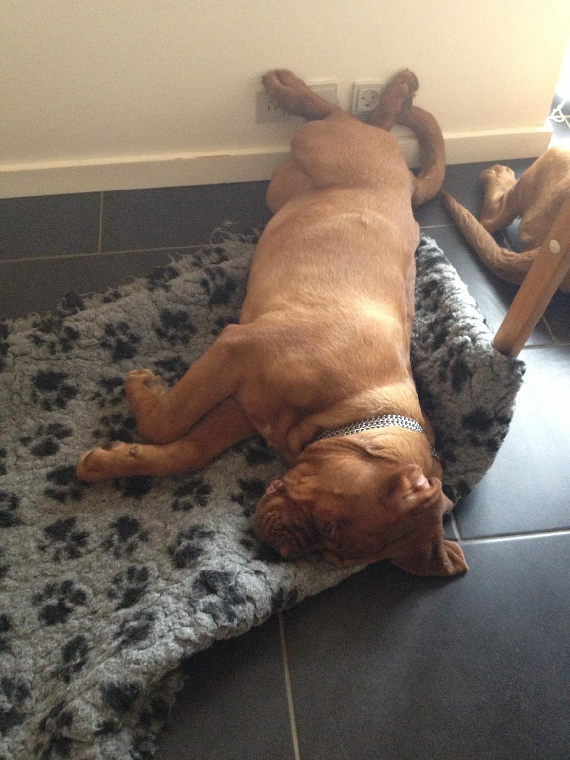 Dogue de bordeaux Siem Blair the Queen Bee - Blair der sover. 
Taget i dag, den 10-03-2013 billede 16