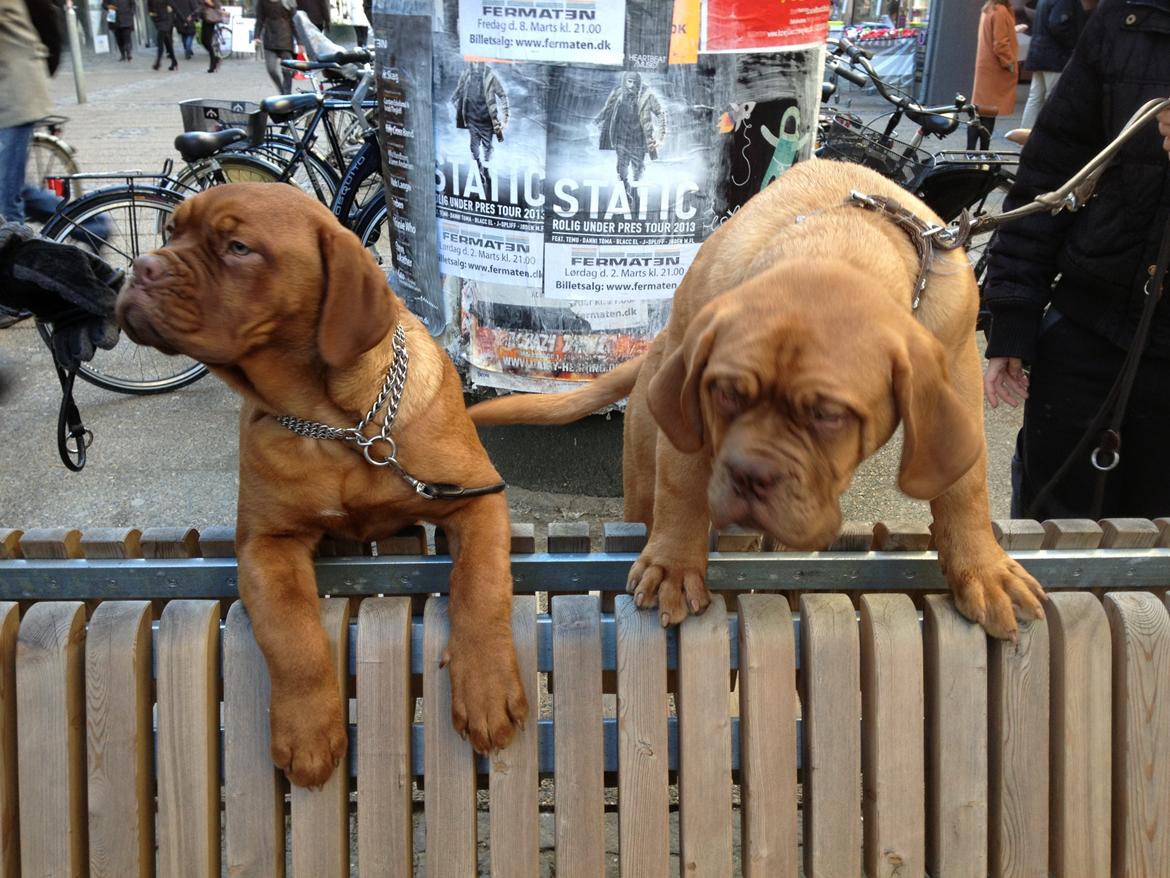 Dogue de bordeaux Siem Blair the Queen Bee - Blair (til venstre) og Baldo ( til højre) i gågaden. billede 15
