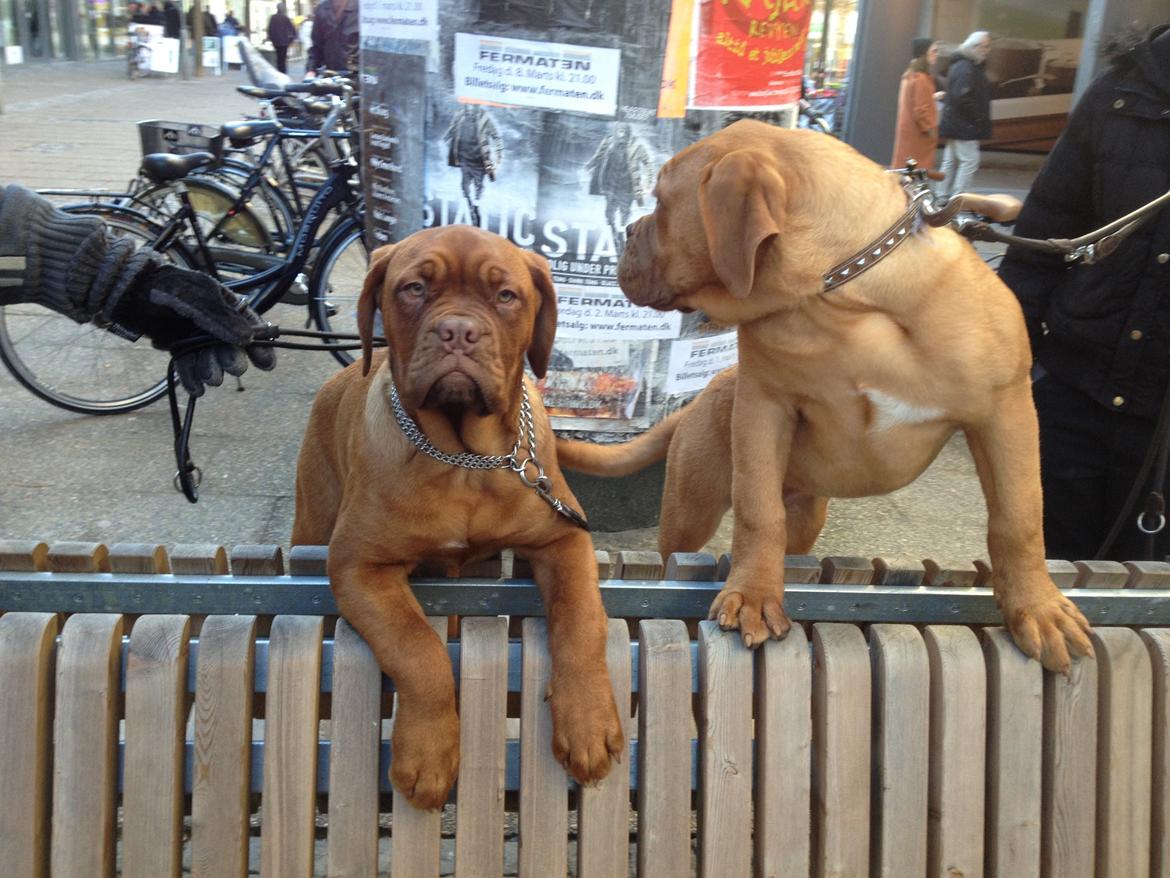 Dogue de bordeaux Siem Blair the Queen Bee - Blair (til venstre) og Baldo (til højre) i gågaden:) billede 3