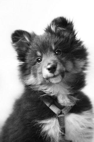 Shetland sheepdog Jessie - (C) Foto og redigering af Anne Finken (Finkaninus) billede 1