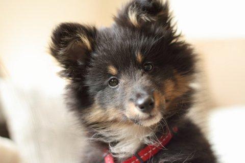 Shetland sheepdog Jessie billede 2