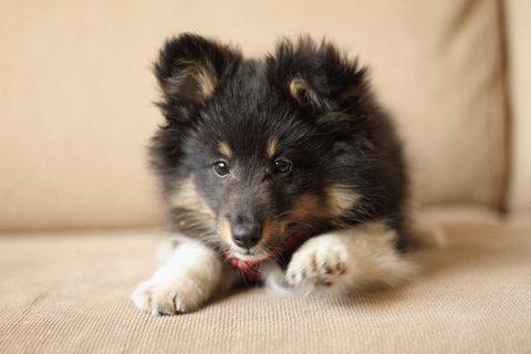 Shetland sheepdog Jessie billede 3