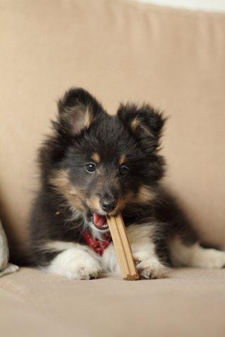 Shetland sheepdog Jessie billede 4