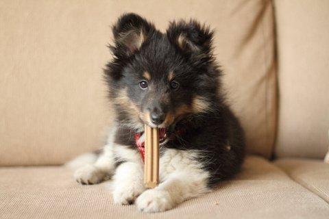 Shetland sheepdog Jessie billede 5