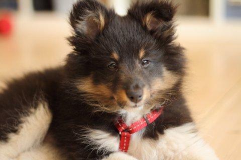 Shetland sheepdog Jessie billede 6