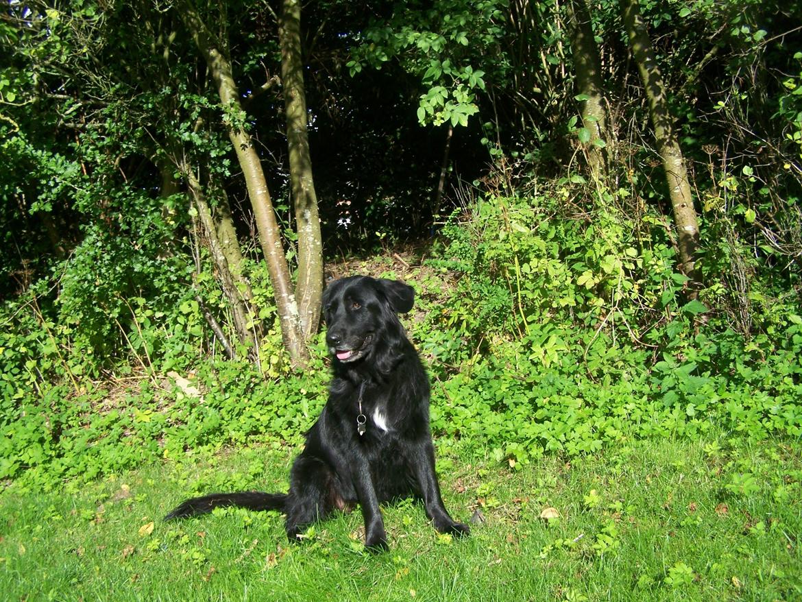 Newfoundlænder Bamse - Velkommen til Bamse's profil :P billede 1