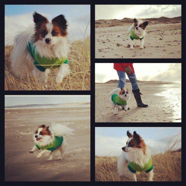 Papillon Bølle *R.I.P.* - Rødhus Strand 10/3-13 billede 17