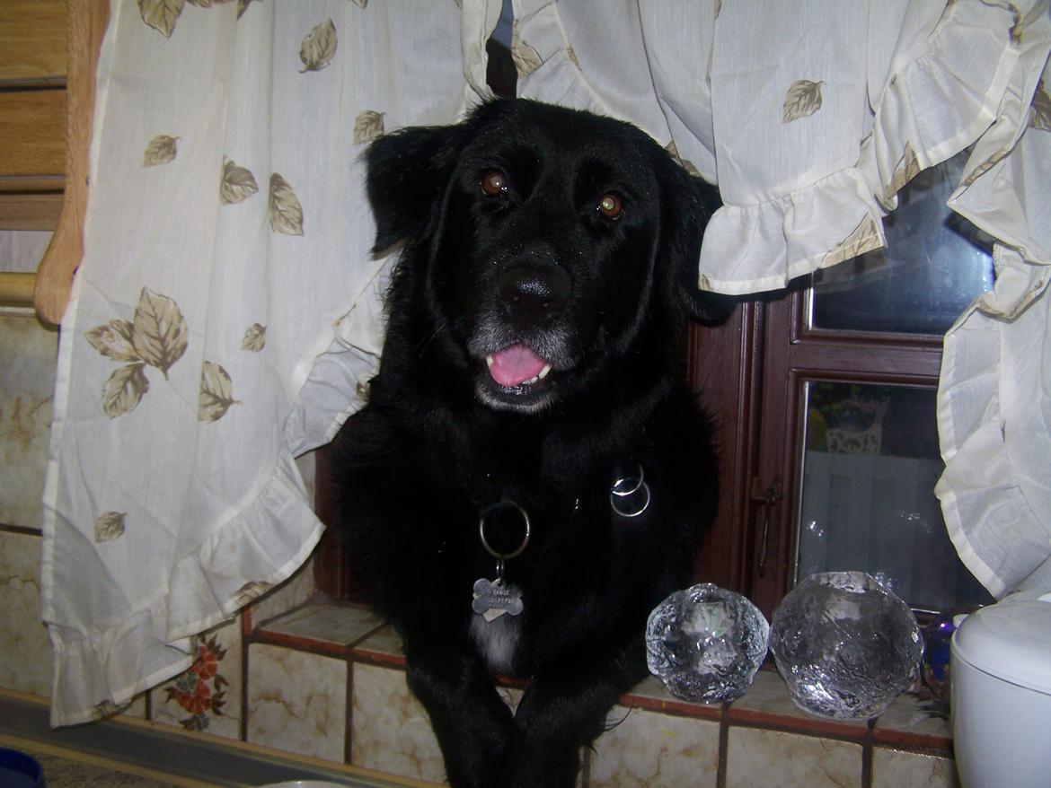 Newfoundlænder Bamse - Ups :i  billede 2