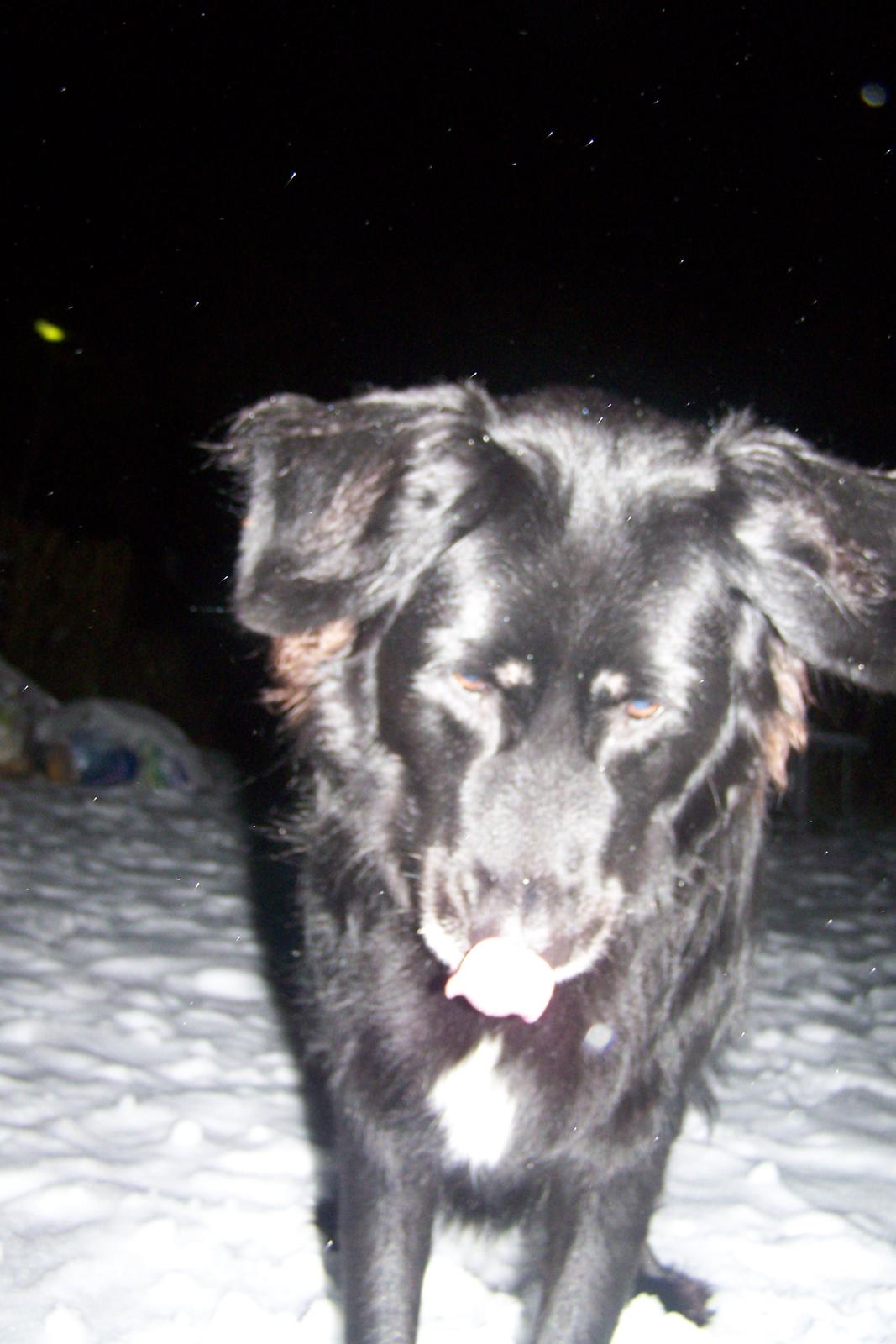 Newfoundlænder Bamse billede 3