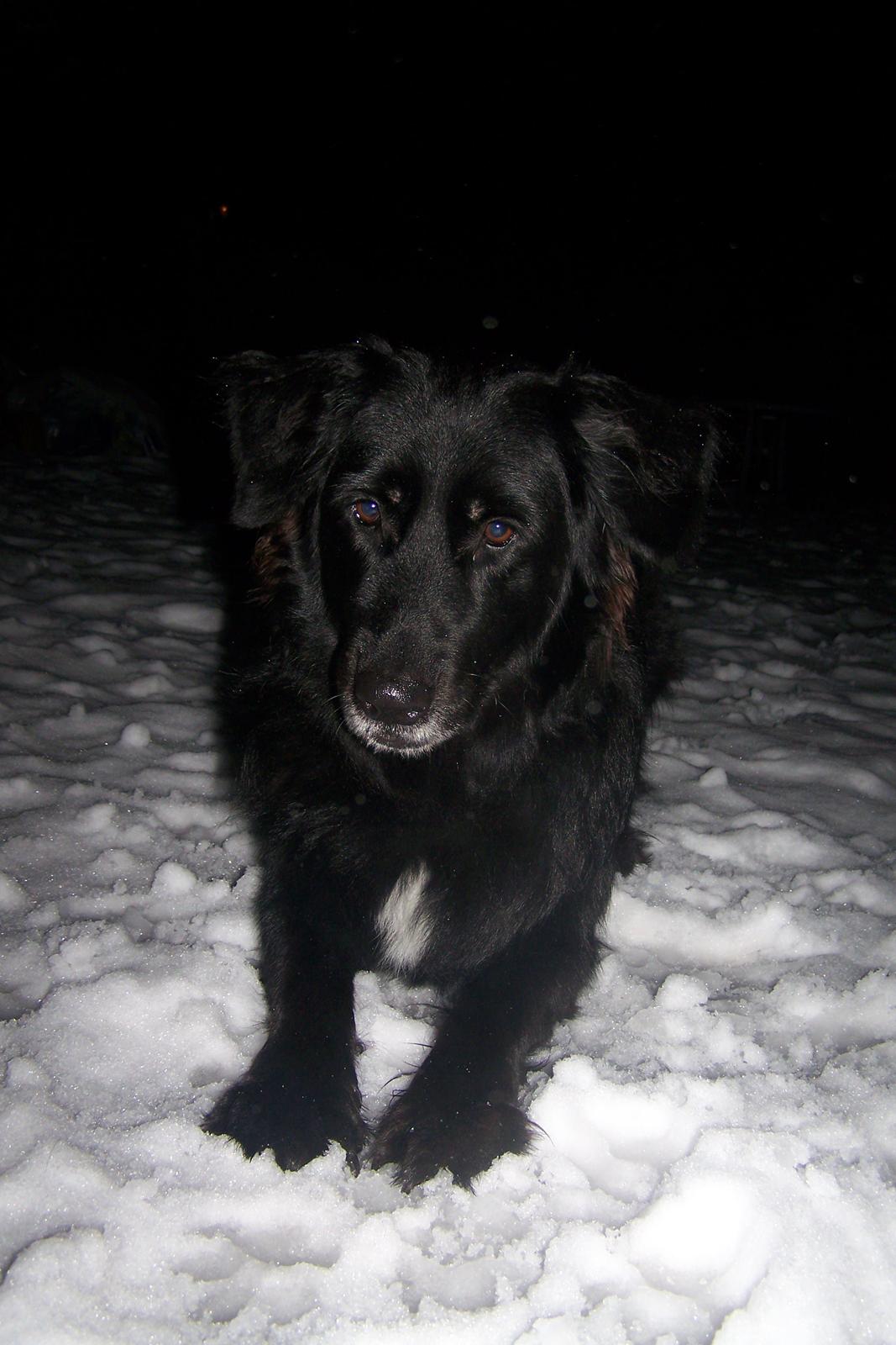 Newfoundlænder Bamse billede 4