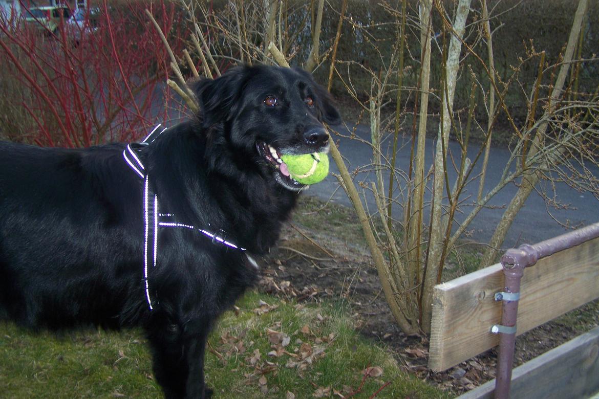 Newfoundlænder Bamse billede 6